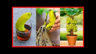 BANANA GROWING TIPS \u0026 TRICKS #banana#backyard#herbal#