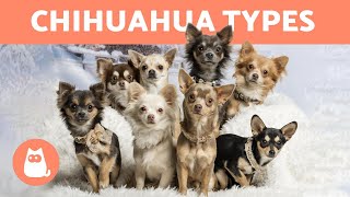 Types of 𝗖𝗛𝗜𝗛𝗨𝗔𝗛𝗨𝗔 🐶 Breed Names and Characteristics