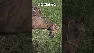 말의 급소를 쏘니 이런 일이... 이거 게임 맞음? #레데리2 #레드데드리뎀션 #레데온