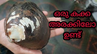 ഇത്ര വലിയ കക്കയോ