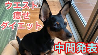 【ミニピン】ダイエット企画第二弾③/飼い主チャレンジ/ウエスト痩せ/大河 6ヶ月 ♂