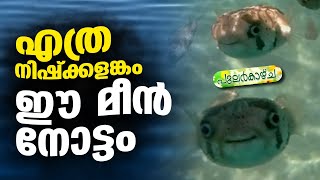 മറക്കാനാവില്ല, ഈ മീന്‍ നോട്ടം  PULAR KAZHCHA |THEJAS NEWS