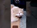 今日份小可爱已上线 猫咪 cat pets