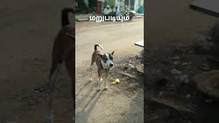 பாவம் #dog