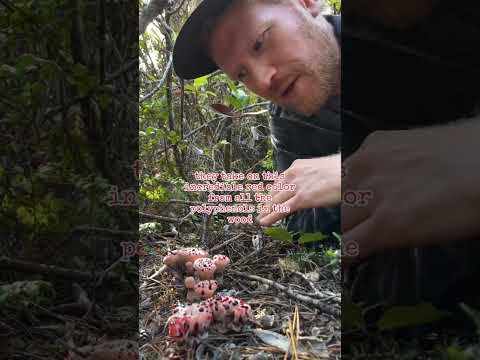 Can you eat Hydnellum Peckii?