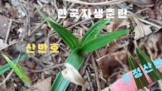 #한국춘란#산채#입변#수정산반#산반호 입니다#난초랑