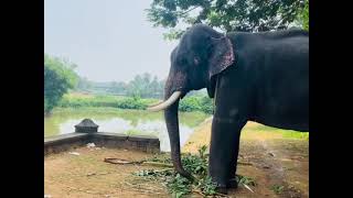 അക്കികാവ് കാർത്തികേയൻ | | Akkikavu Karthikeyan