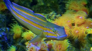 ニシキハゼ　 Maiden goby　Pterogobius virgo