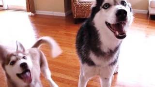 Mishka the Talking Husky Sings a Duet with Puppy Laika!