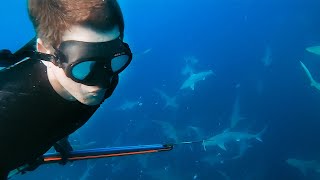 SPEARFISHING WITH SHARKS! w/ @cameronkirkconnell