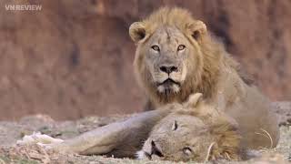 Từ Chú Sư Tử Nhỏ Đến Chúa Tể Đàn: Câu Chuyện Về Sức Mạnh Và Sinh Tồn Thế giới động vật
