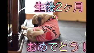 パグの子犬「つくし」生後2ヶ月になりました！【パグつくし/pug】