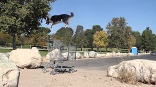 SERIOUS PARKOUR DOG JUMPY