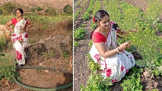 Village Life Vlog!!🌸 Harvesting ........... My farm ,