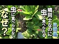 【自然農】隣はボロボロなのに・・虫に食べられない野菜の特徴とは？2024年11月13日【natural farming】