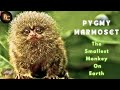 Pygmy Marmoset Chronicles|The World of Pygmy Marmosets|Smallest Monkey on Earth