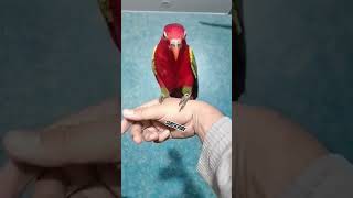 chatering lorry sitting on hand fully tammed #lorry #tamedbird #pets #viral #exoticparrot