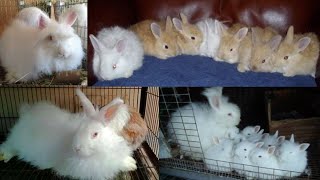 Flemish giant Biggent Rabbit + Angora rabbit Farm in Punjab @HSNEntertainment