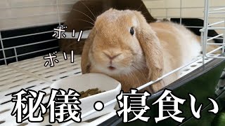 寝ながらご飯を食べる自堕落なロップイヤーのウサギ【ろっぷ日記32】