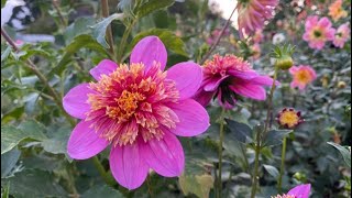 Pinching dahlias and propagating the cuttings