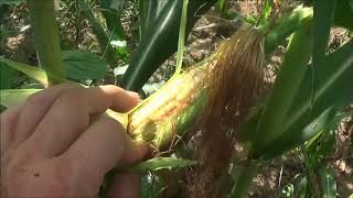 CHECKING THE CORN FOR HARVEST