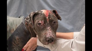 Update on Aria - Stray Rescue of St.Louis