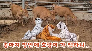 호랑이 인형을 처음 본 송아지들. 놀라서 뒷발차기하다  . .