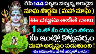 రేపే 144 ఏళ్ళకు వస్తున్న మాఘ పౌర్ణమి ఈ చెట్టును తాకితే చాలు 1 ని.లో దరిద్రం పోయి కోట్లవర్షం !