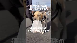 勝手に運送業の求人案内をする犬★#shorts #labradorretriever #ラブラドールレトリバー #求人 #Uber #大型犬 #可愛い #癒し