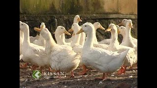 Activities of Duck Farm, Niranom, Kuttanadu   A feature story HIGH