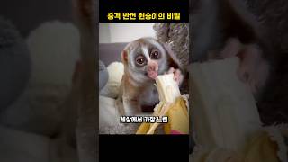 충격반전 원숭이의 비밀