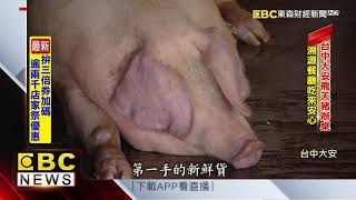 豬肉也有身分證？ 大安飛天豬爆紅