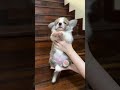 下一个视频就回家见粑粑麻麻啦 🥰 corgi corgipuppy pembrokewelshcorgi 柯基 狗狗日常