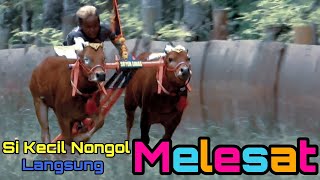 Karapan Sapi - Si Kecil Melesat Nongol Kembali........