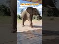 Incredible Skills #skills #funny #elephant #live #viral #shorts