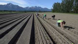 Alaska Grown- Vegetable Production