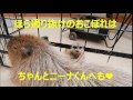 【トリアスふれあい動物園】ミーアキャット癒しのリビング