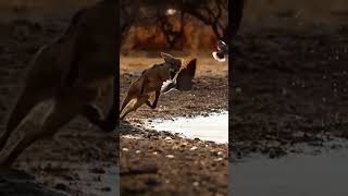 🦊fox in a jump #animal #shortvideo #fox #hunting #animal  #youcut #youtube #shorts