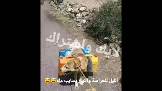 شغال قرعه قلو له صاحب المهرتين كذاب😅