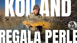 KOILAND REGALA PERLE | Carpfishing  invernale