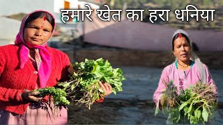 हमारे खेत का हरा धनिया pahadi lifestyle pahadi village life