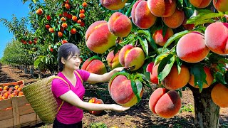 Ly Trieu Ca: Harvesting sweet giant tropical peaches - Recipe traditional fruit cake in village