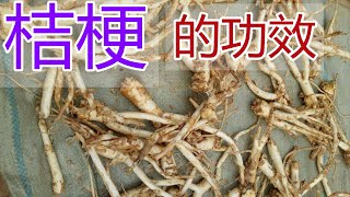 桔梗的功效和作用，桔梗食疗方法,桔梗食用禁忌