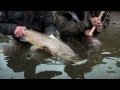 steelhead fishing skagit master 4 featuring tom larimer introducing dave pinczkowski