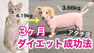 医者も驚きの結果！【ダックスフンド】モコがダイエット成功までにやった3つの方法とは？