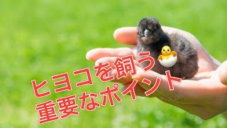 ヒヨコを飼うときに押さえておきたいポイント