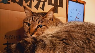 2024.5.14【Cat Live Stream】看板猫かもめの『ただいま勤務中』