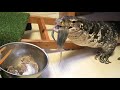 10匹のラットをテン君 オオトカゲ に与えてみた！water monitor