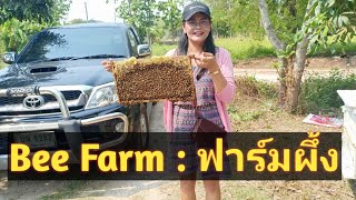 น่าทึ่ง!! ผึ้งจำนวนมาก เที่ยวฟาร์มผึ้ง อ.พาน จ.เชียงราย Bee Farm 🇹🇭THAILAND🇹🇭