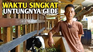 Sistem Ternak Kambing Untung Cepat